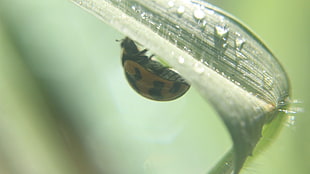 yellow ladybug on plant