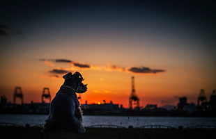 silhouette of dog, sunset, dog, sky, sunlight