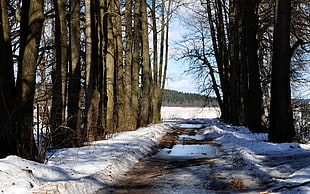 snowfield pathway between black trees on daytime