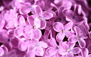 macro photography of purple Lilac