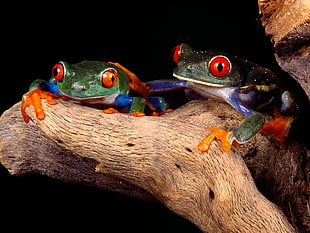 close up photography of two red-eyed frogs on brown driftwood