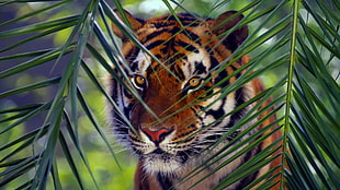 photography of tiger near green leaves during day time