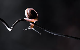 brown snail on twig HD wallpaper