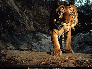 Sumatran tiger, animals, tiger HD wallpaper