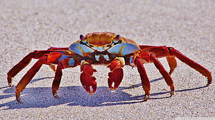 red and brown cra, crabs, animals, crustaceans HD wallpaper