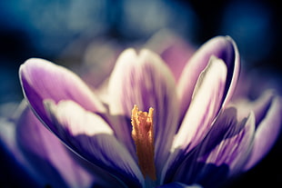 purple and white Crocus flower in  close up photo