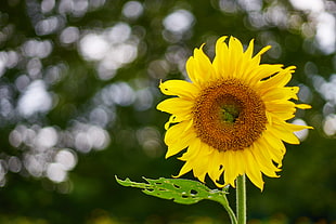 Sunflower close-up photography HD wallpaper