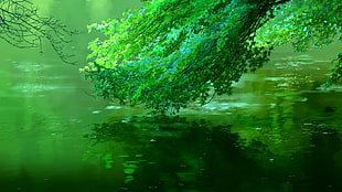 green leafed plants over body of water HD wallpaper