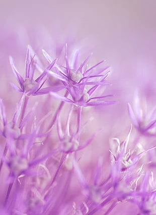 purple petaled flowers
