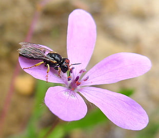 black Wasp on lavender-petaled flower close up photo, crabronid, cranesbill, tiny