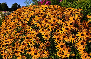 yellow sunflower lot