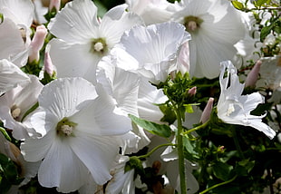 photo of white petaled flowers