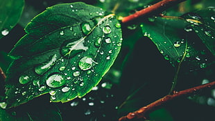 selective focus photography of green leaf plant with dews