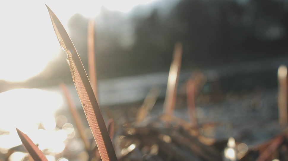 linear brown leaf, lake HD wallpaper