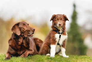 photo of chocolate Labrador Retriever and Australian Shepherd puppy HD wallpaper