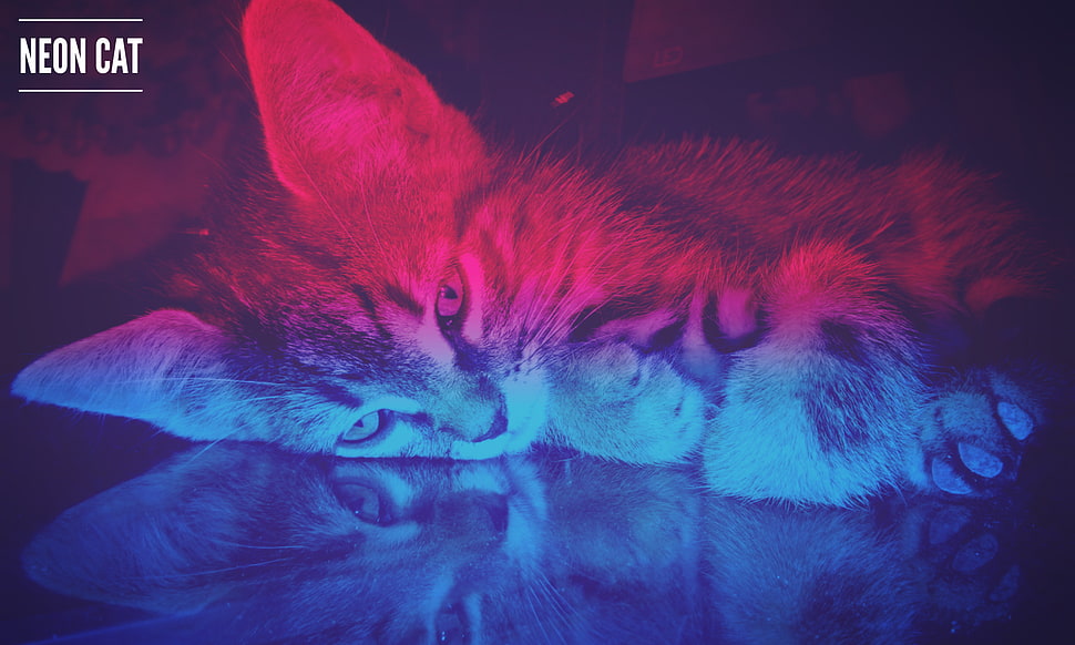 gray cat, cat, neon HD wallpaper