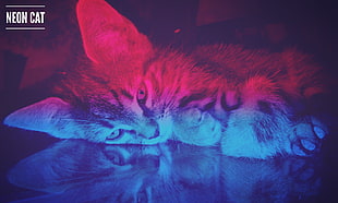 gray cat, cat, neon HD wallpaper