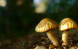brown mushrooms, mushroom, macro, nature