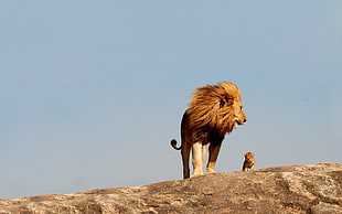 brown lion and cub, lion, nature, animals