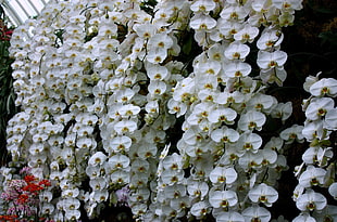white orchids HD wallpaper