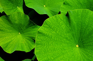 green leaves HD wallpaper
