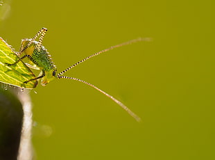 green cricket nymph on green leaf HD wallpaper