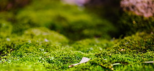 closeup photography of green grass, grass, plants, closeup, depth of field HD wallpaper