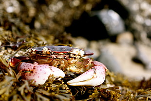 red and white crab in macro shot photography