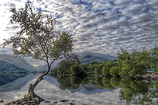 landscape photo of body of water with trees