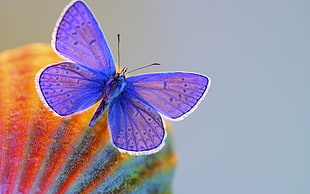 photography of purple butterfly ruled of third