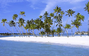 coconut tree lot, sea, palm trees, beach