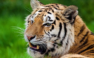 shallow focus photograph of tiger