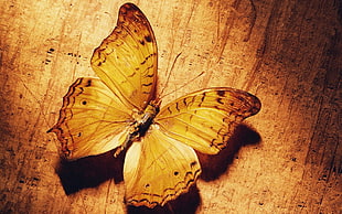 brown butterfly, nature HD wallpaper
