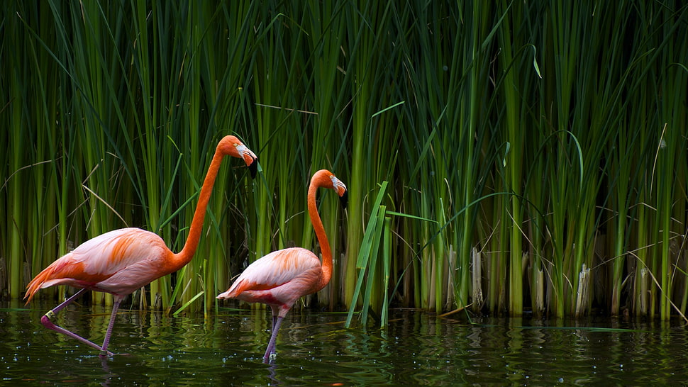 two pink flamingos, flamingos, water, plants, birds HD wallpaper