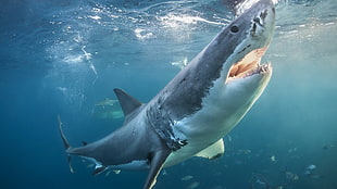 great white shark, shark HD wallpaper