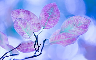 purple leaves illustration, leaves, plants, nature, branch