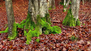 Moss,  Trees,  Leaves,  Roots