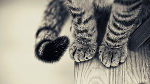 silver tabby cat gray-scale photo, cat, tail, paws, wooden surface