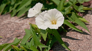 focus photo of white flowers