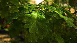 focal point photo of green leaf with raindrops