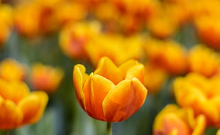 pink-and-orange Tulips selective focus photography at daytime HD wallpaper