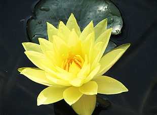 yellow lotus flower HD wallpaper