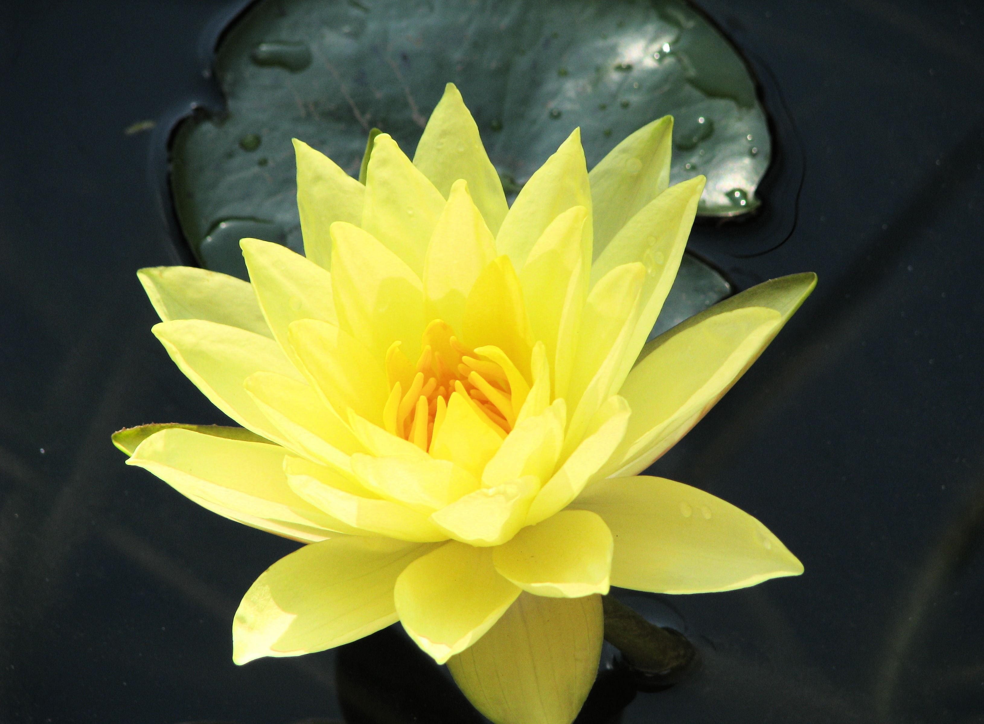 yellow lotus flower