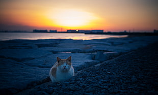 orange cat on gray rocks during golden hour HD wallpaper