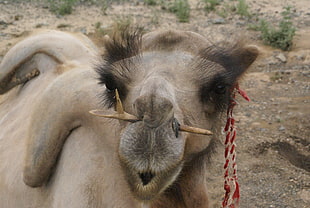 shallow focus photography of Camel