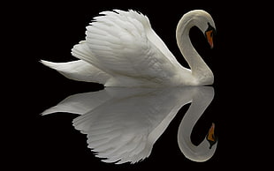 white swan with its reflection of water