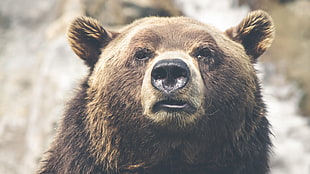 grizzly bear, bears HD wallpaper