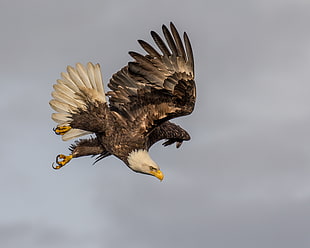 Bald Eagle flying at daytime HD wallpaper