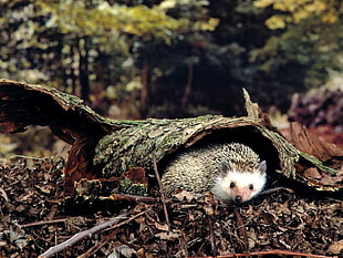 gray hedgehog, nature, animals, hedgehog HD wallpaper