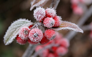 closed up photography of red berries covered with snow